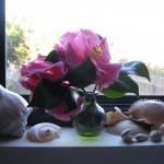 Camelias and seashells